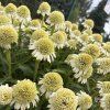 ECHINACEA 'DELICIOUS NOUGAT' kak3