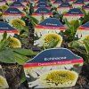 ECHINACEA 'DELICIOUS NOUGAT' kak