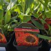 ECHINACEA 'HOT PAPAYA' kak