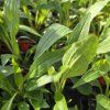 ECHINACEA 'HOT PAPAYA' kak1