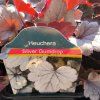HEUCHERA 'SILVER GUMDROP' kak1