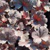 HEUCHERA 'SILVER GUMDROP' kak2