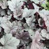 HEUCHERA 'SILVER GUMDROP' kak3