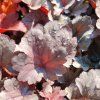 HEUCHERA 'SILVER GUMDROP' kak