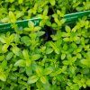 THYMUS CITRIODORUS 'GOLDY' kak2