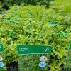 THYMUS CITRIDORUS 'GOLDY kak3