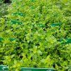 THYMUS CITRIODORUS 'GOLDY kak'