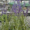 PEROVSKIA ATRIPLICIFOLIA 'BLUE STEEL' KAK2