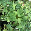 AQUILEGIA CAERULEA 'KRISTALL' kak2