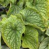 BRUNNERA MACROPHYLLA 'ALEXANDER'S GREAT' kak1