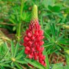LUPINUS POLYPHYLLUS 'LEGENDARY RED SHADES IST1