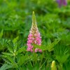 LUPINUS POLYPHYLLUS 'LEGENDARY ROSE ist2