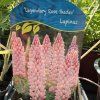 LUPINUS POLYPHYLLUS 'LEGENDARY ROSE SHADES' kak