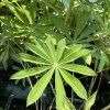 LUPINUS POLYPHYLLUS 'LEGENDARY ROSE SHADES' kak1