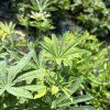 LUPINUS POLYPHYLLUS 'LEGENDARY ROSE SHADES' kak2