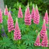 LUPINUS POLYPHYLLUS 'LEGENDARY ROSE ist
