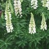 LUPINUS POLYPHYLLUS 'LEGENDARY WHITE SHADES' IST