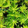 LUPINUS POLYPHYLLUS 'LEGENDARY YELLOW SHADES' kak3