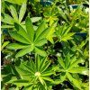 LUPINUS POLYPHYLLUS 'LEGENDARY YELLOW SHADES kak4'