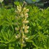 LUPINUS POLYPHYLLUS 'LEGENDARY YELLOW SHADES' kak1
