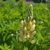 LUPINUS POLYPHYLLUS 'LEGENDARY YELLOW SHADES' kak2