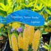 LUPINUS POLYPHYLLUS 'LEGENDARY YELLOW SHADES' kak