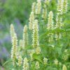 AGASTACHE RUGOSA 'ALABASTER IST1