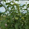 AGASTACHE RUGOSA 'ALABASTER' kak1