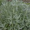 ARTEMISIA LUDOVICIANA 'SILVER QUEEN' kak1