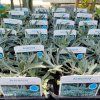 ARTEMISIA LUDOVICIANA 'SILVER QUEEN' kak