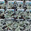 ARTEMISIA LUDOVICIANA 'SILVER QUEEN' kak1