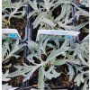 ARTEMISIA LUDOVICIANA 'SILVER QUEEN' kak2
