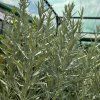 ARTEMISIA LUDOVICIANA 'SILVER QUEEN' kak