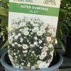 ASTER DUMOSUS 'ALBIT kak1'