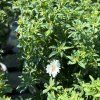ASTER DUMOSUS 'ALBIT' kak1