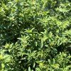 ASTER DUMOSUS 'ALBIT' kak2