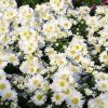 ASTER DUMOSUS 'ALBIT' kak