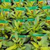 COREOPSIS GRANDIFLORA 'SUNKISS' kak2