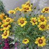 COREOPSIS GRANDIFLORA 'SUNKISS' shut