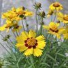 COREOPSIS GRANDIFLORA 'SUNKISS' shut1