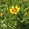 COREOPSIS GRANDIFLORA 'SUNKISS' kak1