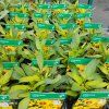 COREOPSIS GRANDIFLORA 'SUNKISS' kak1
