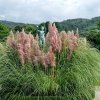 CORTADERIA SELLOANA 'PINK FEATHER' ist