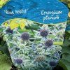 ERYNGIUM PLANUM 'BLUE HOBBIT kak