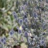 ERYNGIUM PLANUM 'BLUE HOBBIT' (KOTÚČ MODRASTÝ)_istock