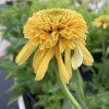 ECHINACEA PURPUREA 'LEMON DROP' (ECHINACEA)_kak