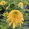 ECHINACEA PURPUREA 'LEMON DROP' (ECHINACEA)_kak1