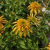 ECHINACEA 'LEMON DROP' kak3