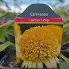ECHINACEA 'LEMON DROP' kak4