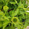 ECHINACEA 'LEMON DROP' kak2